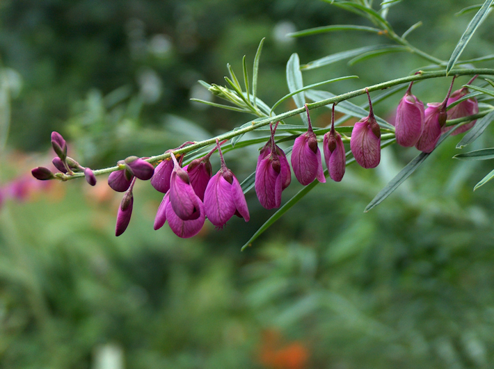 Polygala virgata